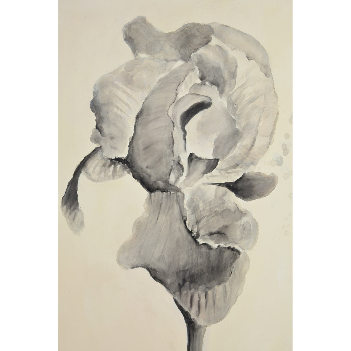 Bardet 37.5" W x 50" H x 1.5" D