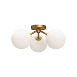 Cassia SF549315
