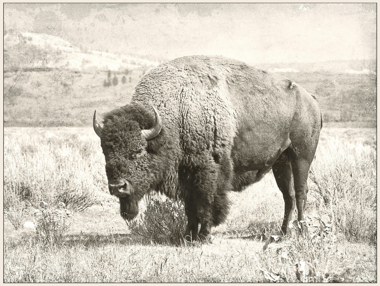 North Range 48" W x 36" H x 1.7" D