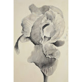 Bardet 37.5" W x 50" H x 1.5" D